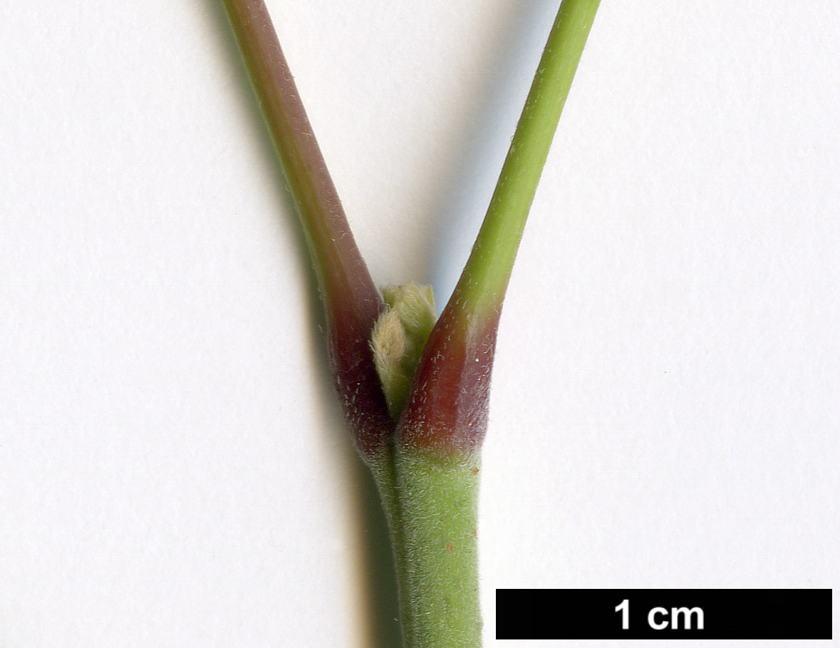 High resolution image: Family: Sapindaceae - Genus: Acer - Taxon: negundo - SpeciesSub: subsp. californicum var. texanum